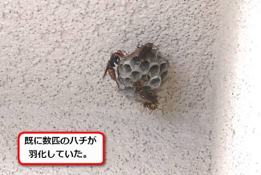 天井アシナガバチ巣