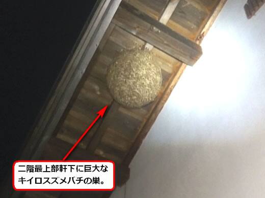 スズメバチ駆除軒下