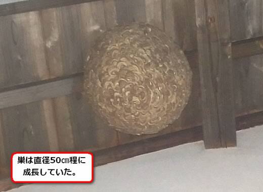 キイロスズメバチの巣駆除