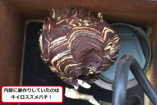 キイロスズメバチの巣駆除
