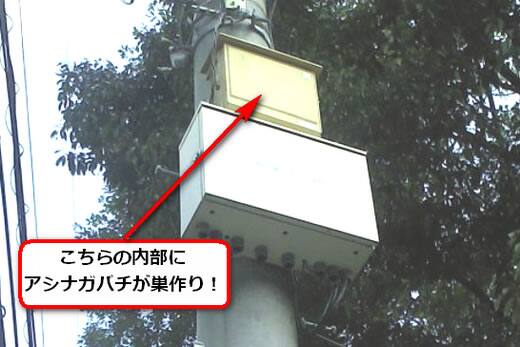 セグロアシナガバチの巣駆除