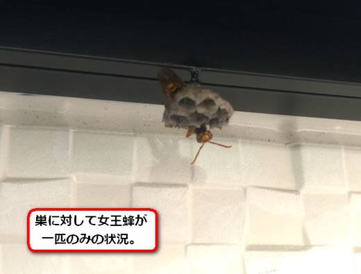 セグロアシナガバチの巣駆除