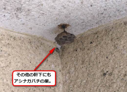 セグロアシナガバチの巣駆除