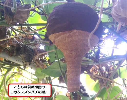 コガタスズメバチの巣駆除