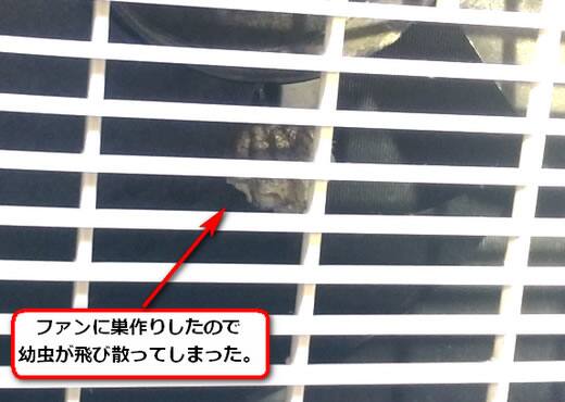 セグロアシナガバチの巣駆除