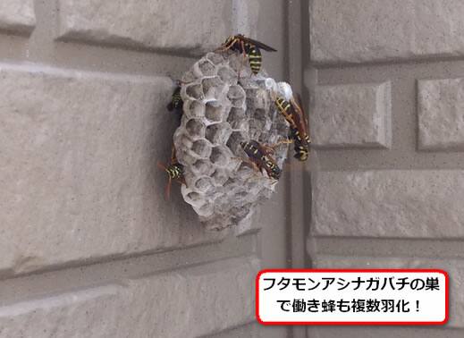 フタモンアシナガバチの巣駆除