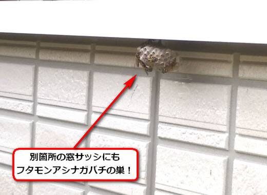アシナガバチ駆除窓サッシ