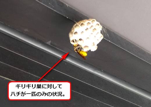 セグロアシナガバチの巣駆除