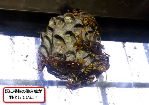 セグロアシナガバチの巣駆除