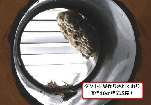 フタモンアシナガバチの巣駆除