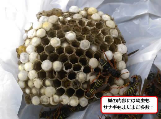 フタモンアシナガバチの巣