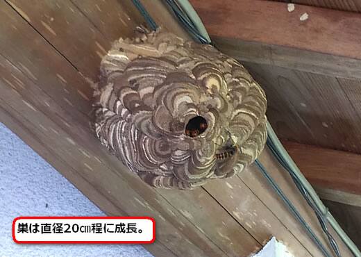 コガタスズメバチの巣駆除