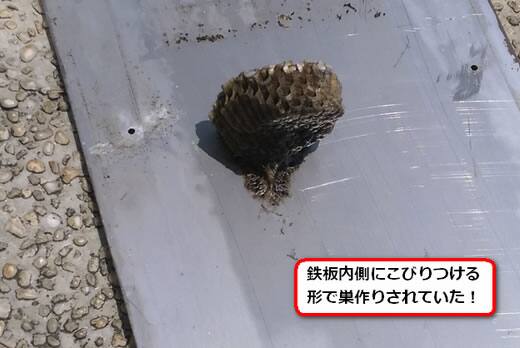 セグロアシナガバチの巣駆除