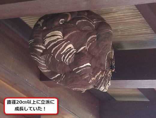 コガタスズメバチの巣駆除