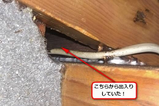 スズメバチ侵入口軒