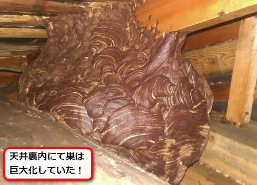 キイロスズメバチの巣駆除天井裏