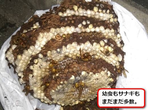 キイロスズメバチの巣内部