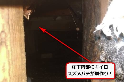 キイロスズメバチ巣駆除