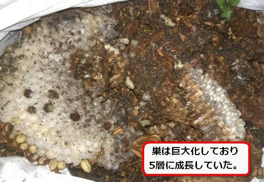 キイロスズメバチの巣