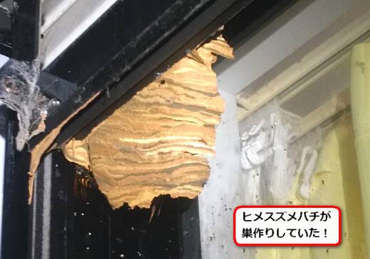 ヒメスズメバチ巣駆除