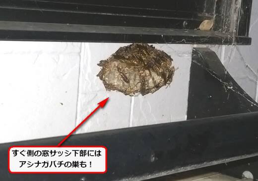 アシナガバチ駆除窓サッシ