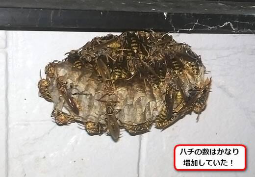 セグロアシナガバチの巣駆除