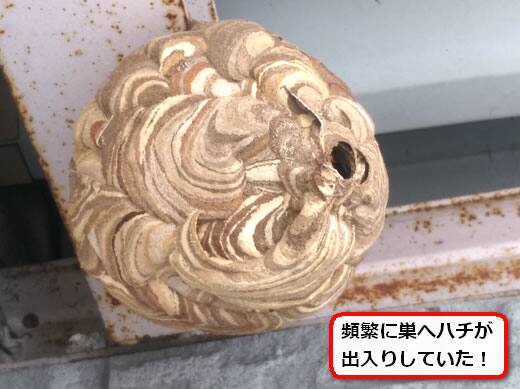 コガタスズメバチの巣駆除