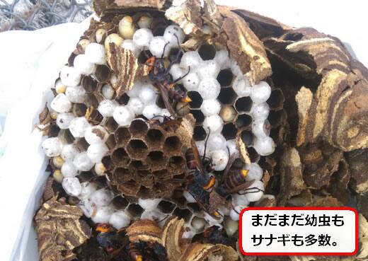 コガタスズメバチの巣内部