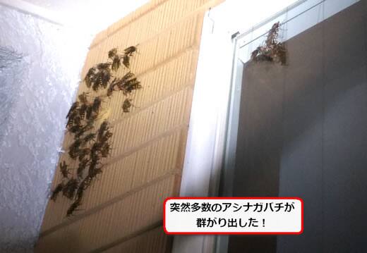 セグロアシナガバチ駆除