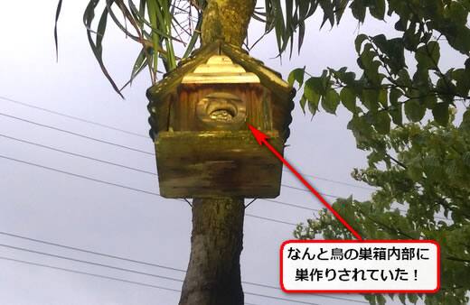 アシナガバチ駆除鳥の巣箱