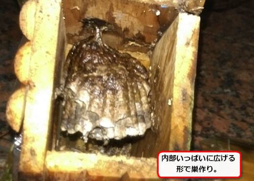 セグロアシナガバチの巣駆除