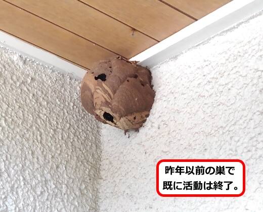 過去スズメバチ巣