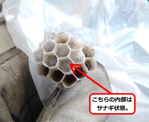 アシナガバチ巣サナギ