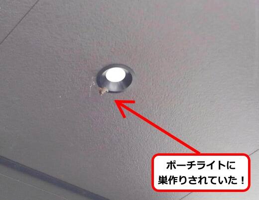 ポーチライト蜂の巣