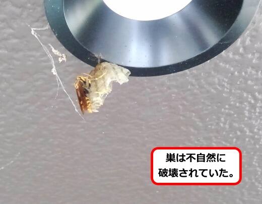 不自然破壊蜂の巣