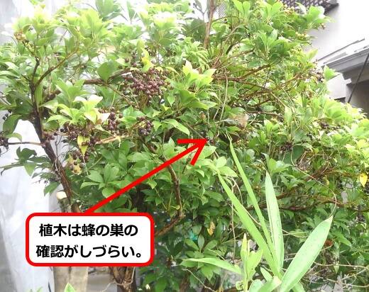 空き家植木蜂の巣