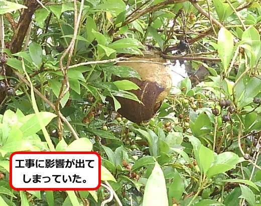 植木枝蜂の巣