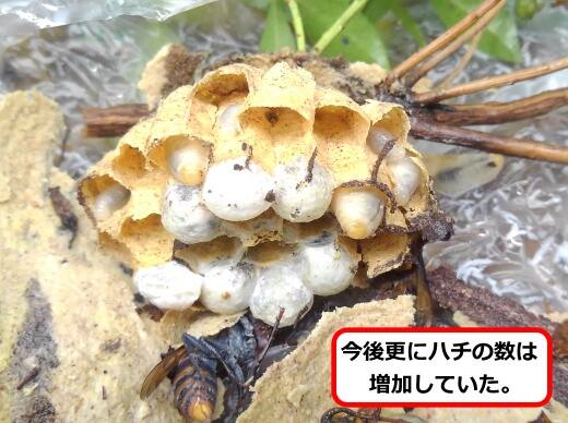 コガタスズメバチ巣