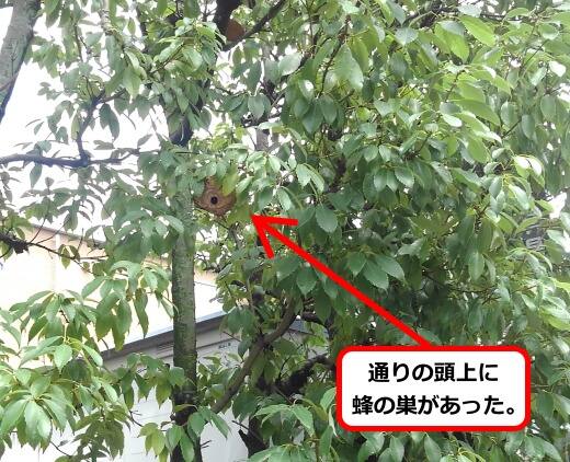 通行人影響蜂の巣