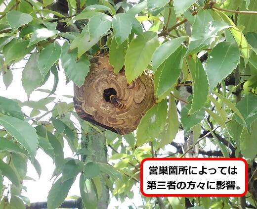 植木枝蜂の巣