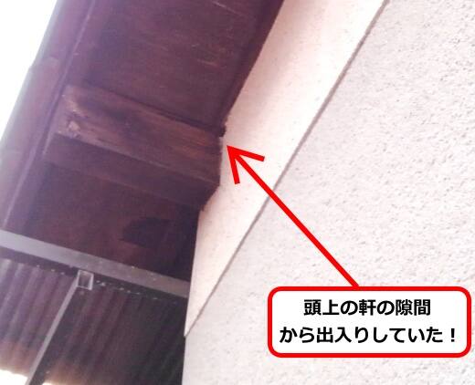 屋根裏侵入ハチ