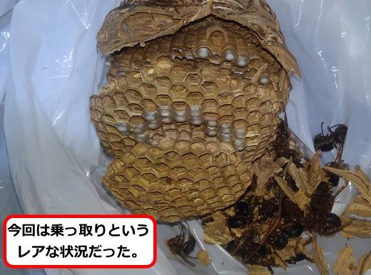 チャイロスズメバチ巣
