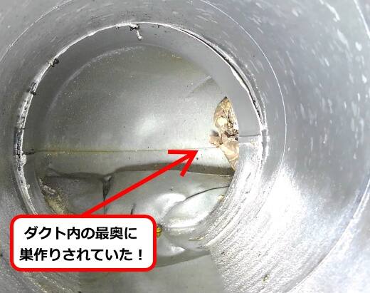ダクトスズメバチ巣