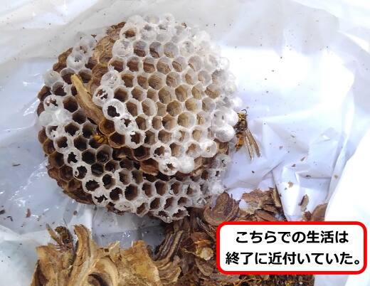 キイロスズメバチ引っ越し