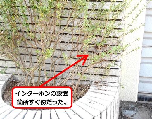 8月23日アシナガバチ