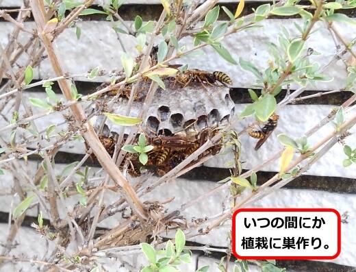 植栽アシナガバチ巣