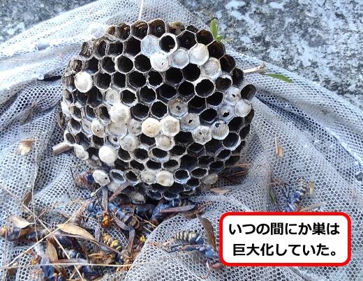 アシナガバチ巣
