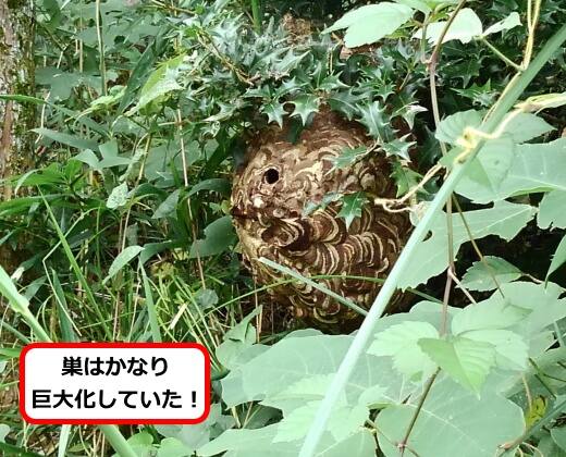 外構植木蜂の巣