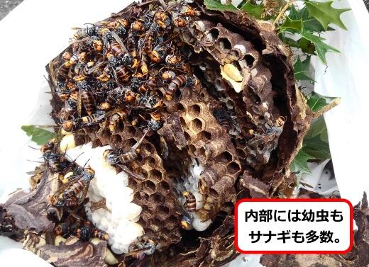 スズメバチ巣内部