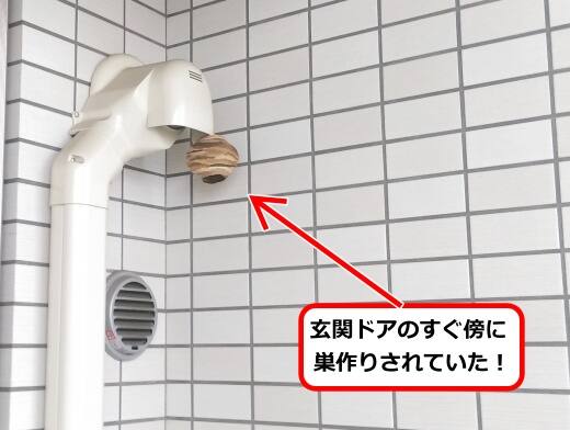 5月6日スズメバチ